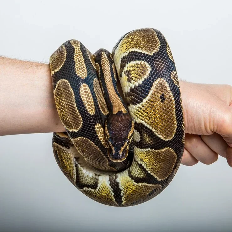 Airline Cargo Coordination ​