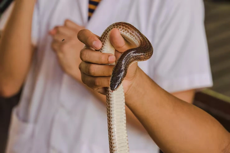 Airline Compliance and Live Animal Cargo Booking