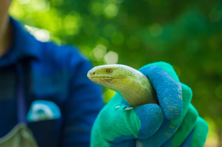 Airline Coordination and Live Animal Handling