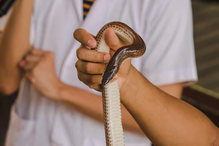 Custom Reptile Enclosure and Crating
