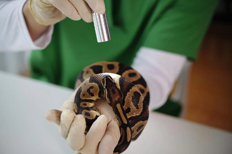 Custom Reptile Transport Enclosures