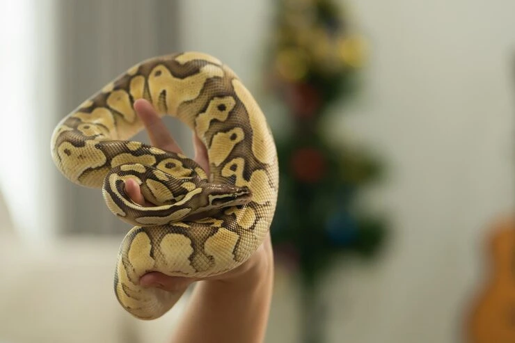 Customs Clearance in Greece