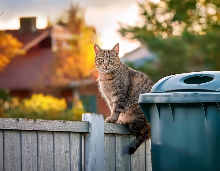 Door to Airport Pet Relocation Planning