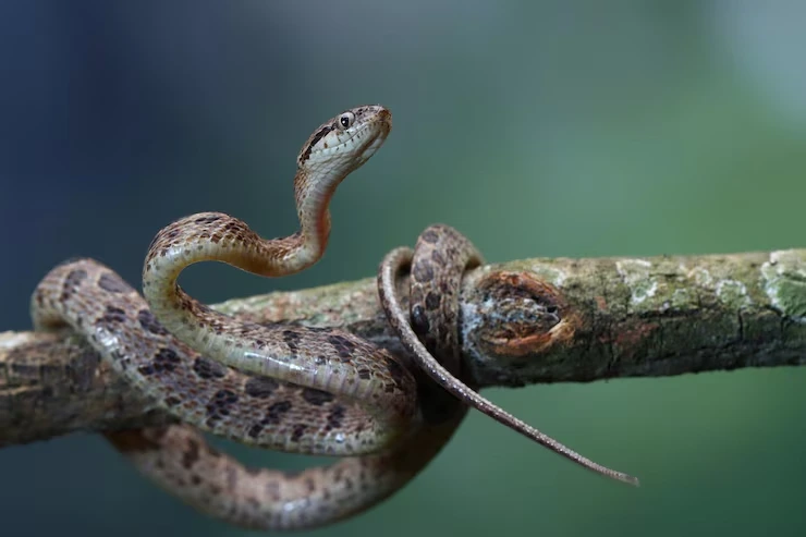 Door-to-Door Relocation Coordination ​