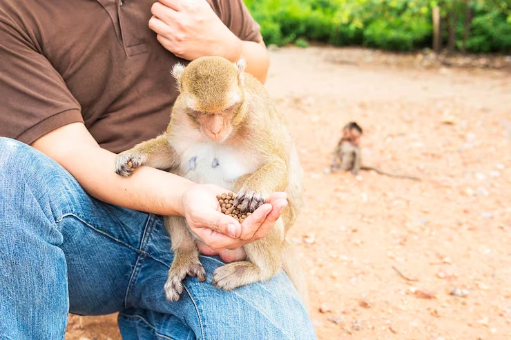 Exotic Mammal Relocation Services From Canada to Germany