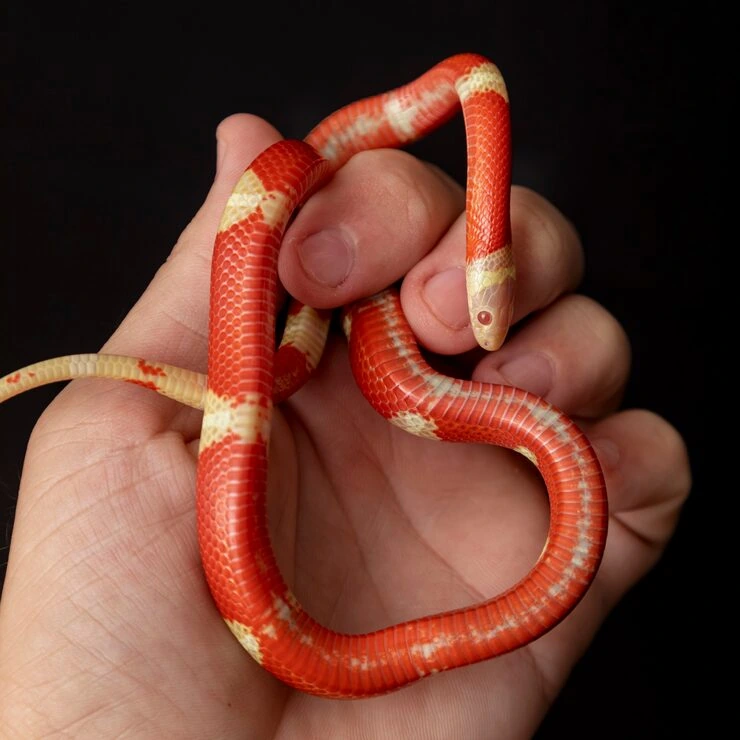 Export Documentation and Compliance Handling