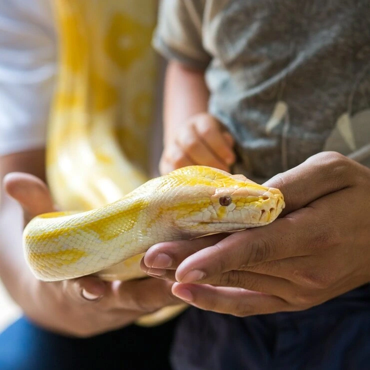 IATA-Compliant Reptile Transport Setup ​