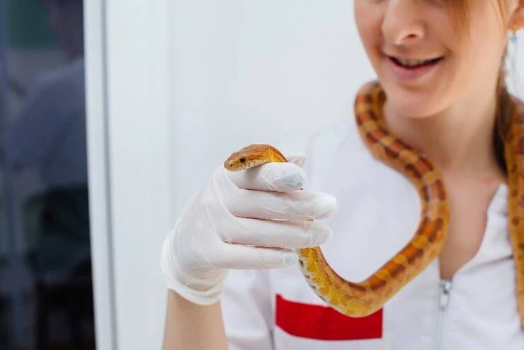 Italian Import Clearance and Customs Handling