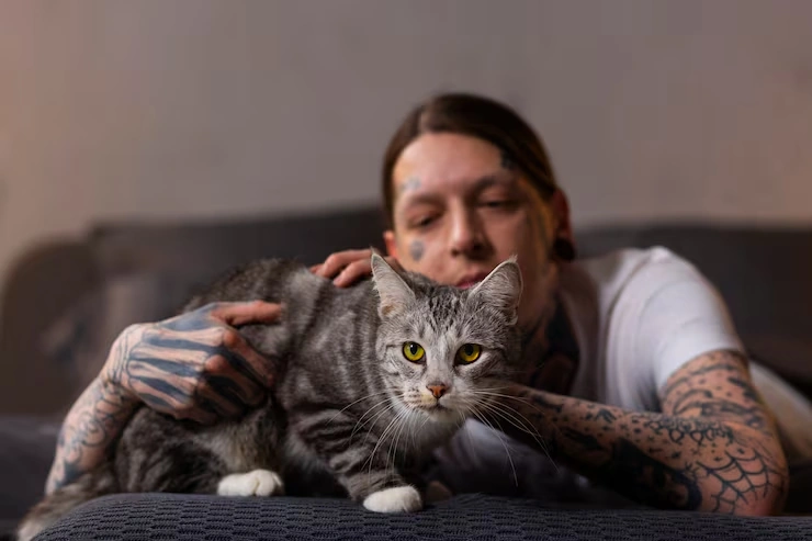 Pedigree Cat Relocation Services From Canada to the UK