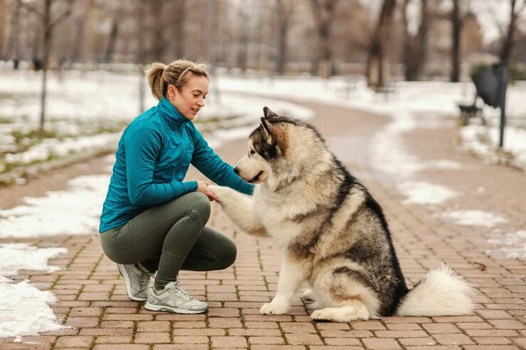 Pedigree Dog Relocation Services From Canada to the UK
