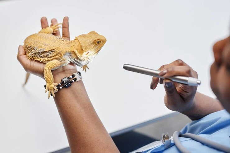 Exotic Mammal Relocation Services From Canada to the Netherlands