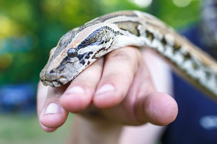 Snake Relocation Services From Canada to Bulgaria 