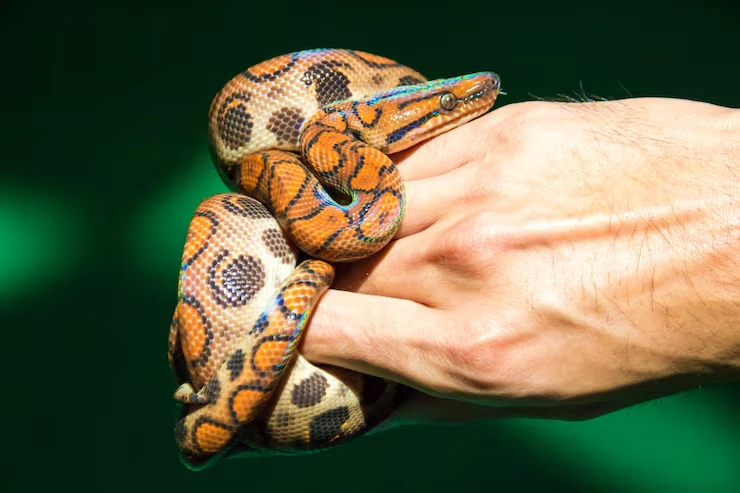 Snake Relocation Services From Canada to Denmark