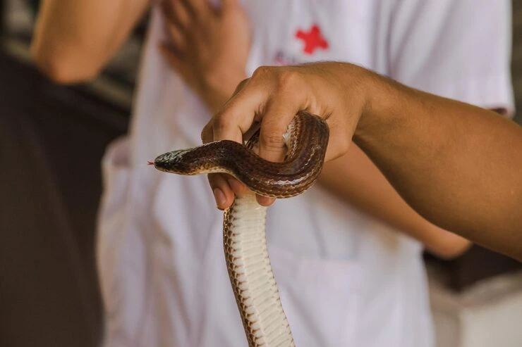 Snake Relocation Services From Canada to Italy