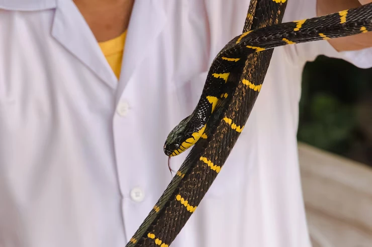 Snake Relocation Services From Canada to Portugal