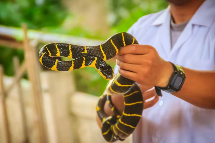 Snake Relocation Services From Canada to Spain