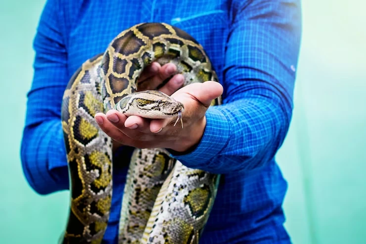 Snake Relocation Services From Canada to Switzerland