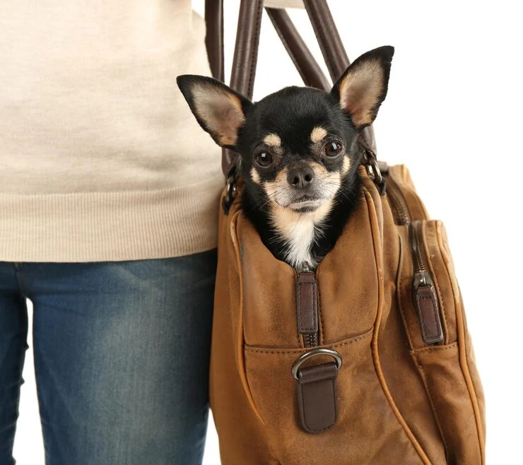 Veterinary Compliance and Health Certification