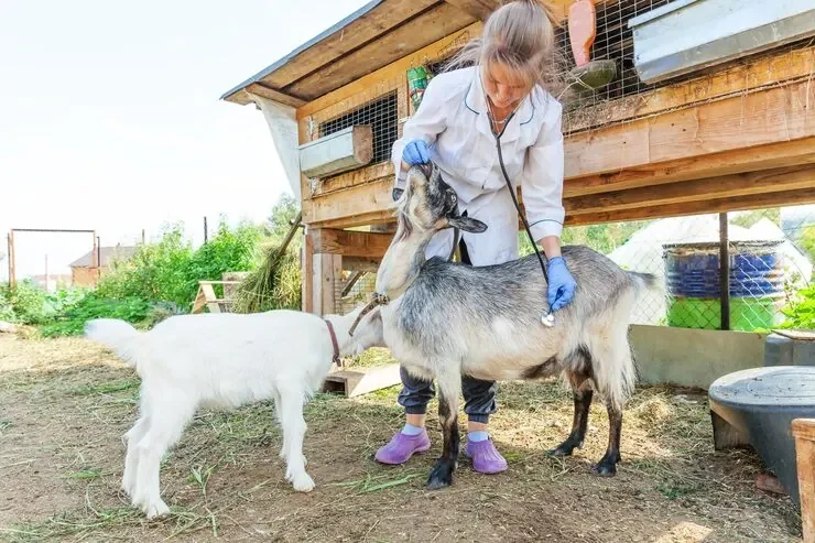 We operate within veterinary