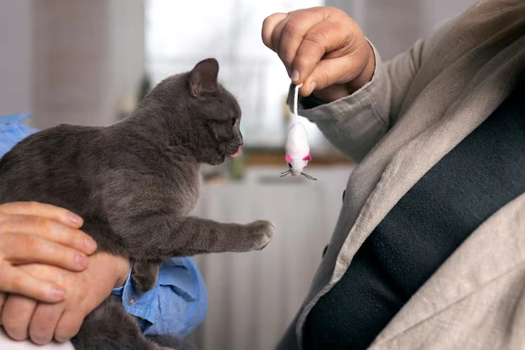 Post-Arrival Veterinary and Registration Guidance