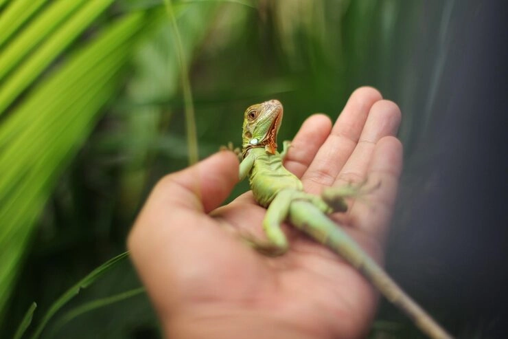 Airline-Approved Reptile Transport Setup