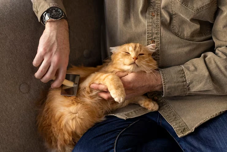 Cat Relocation Services From Canada to England