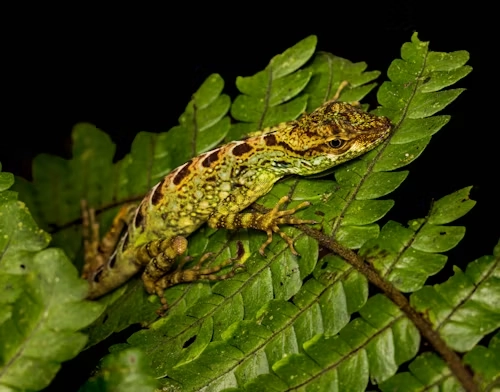 Climate-Controlled Reptile Transport Systems