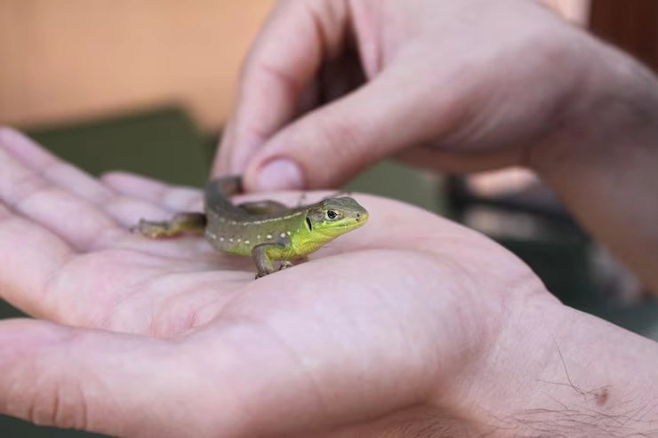 Door-to-Door Reptile Relocation Management