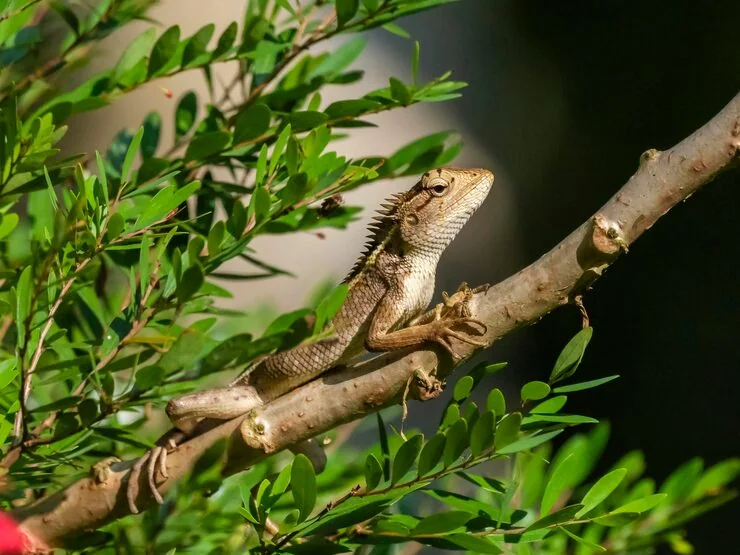 IATA-Compliant Reptile Transport Crating​