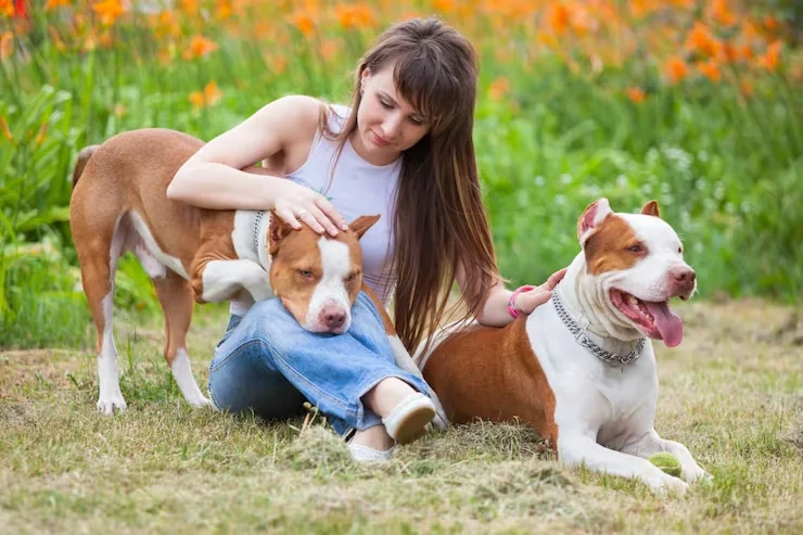 Industry Statistics That Matter for Diplomatic Pet Relocation Services From Canada to England