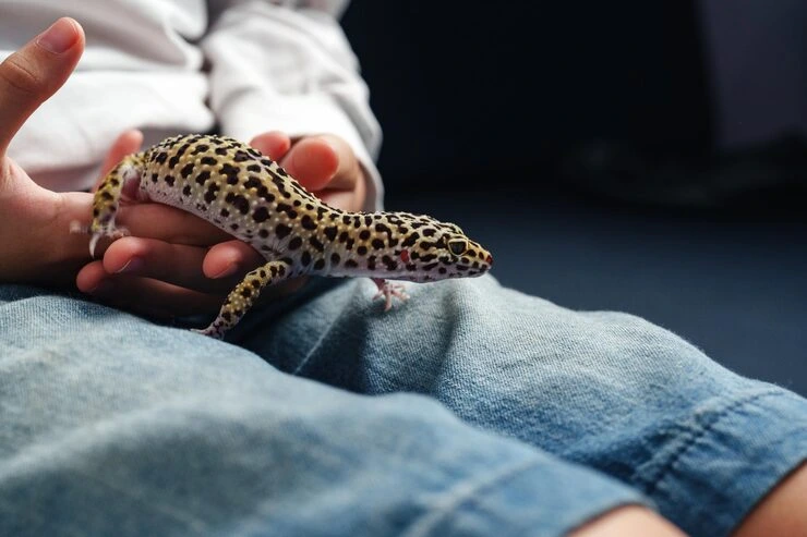 Industry Statistics That Matter for Lizard Relocation Services From Canada to Ukraine