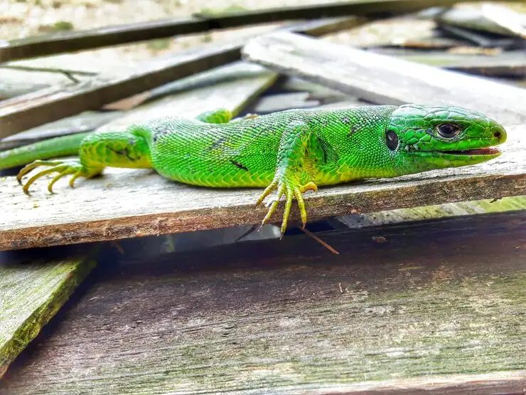 Lizard Relocation Services From Canada to Croatia 