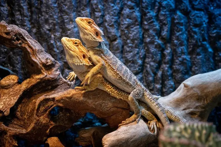 Lizard Relocation Services From Canada to Croatia