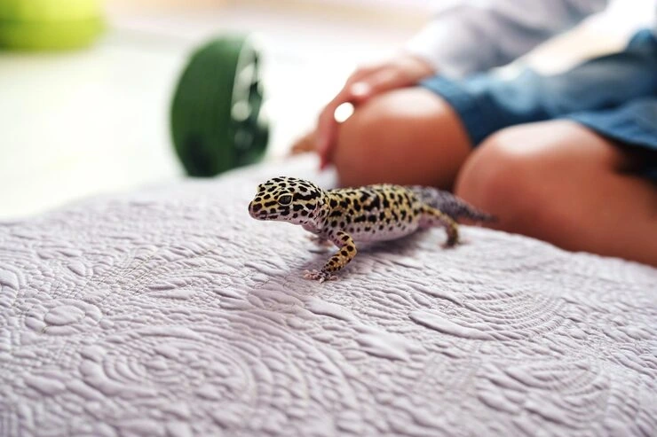 Lizard Relocation Services From Canada to Denmark 
