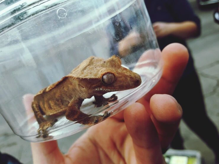 Lizard Relocation Services From Canada to Denmark