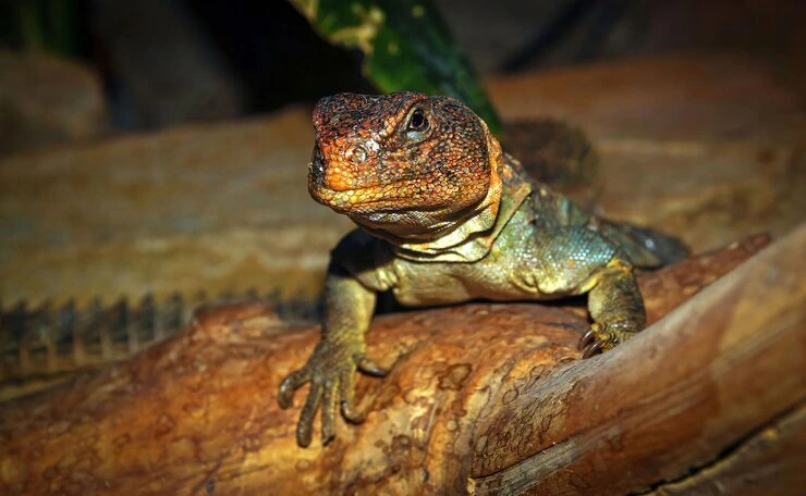 Lizard Relocation Services From Canada to Finland 
