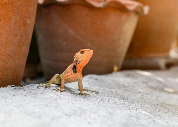 Lizard Relocation Services From Canada to Greece