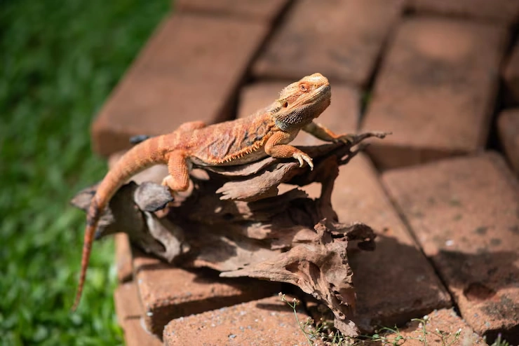 Lizard Relocation Services From Canada to Greece