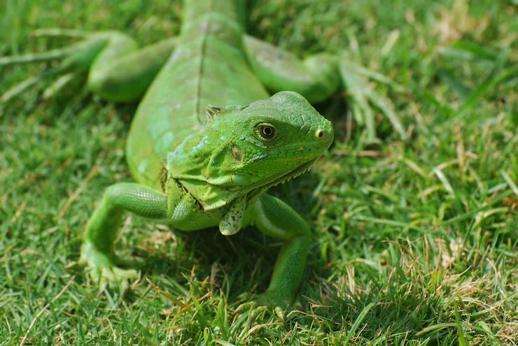 Lizard Relocation Services From Canada to Iceland 