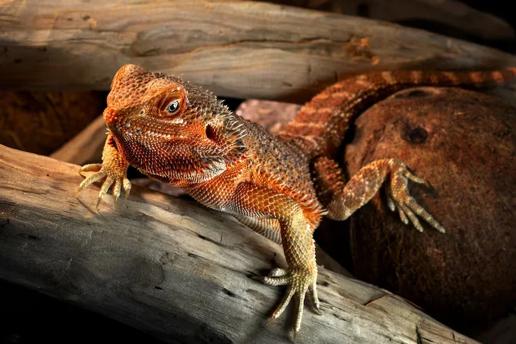 Lizard Relocation Services From Canada to Iceland