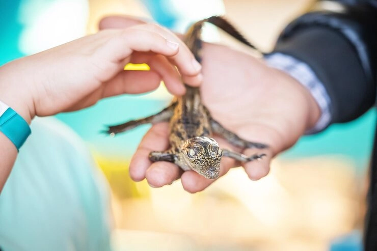 Lizard Relocation Services From Canada to Italy
