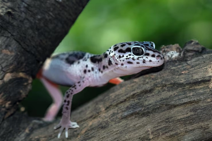 Lizard Relocation Services From Canada to Romania