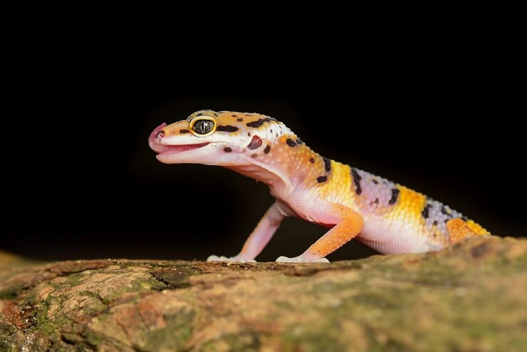 Lizard Relocation Services From Canada to Serbia