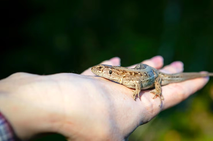 Lizard Relocation Services From Canada to Sweden 
