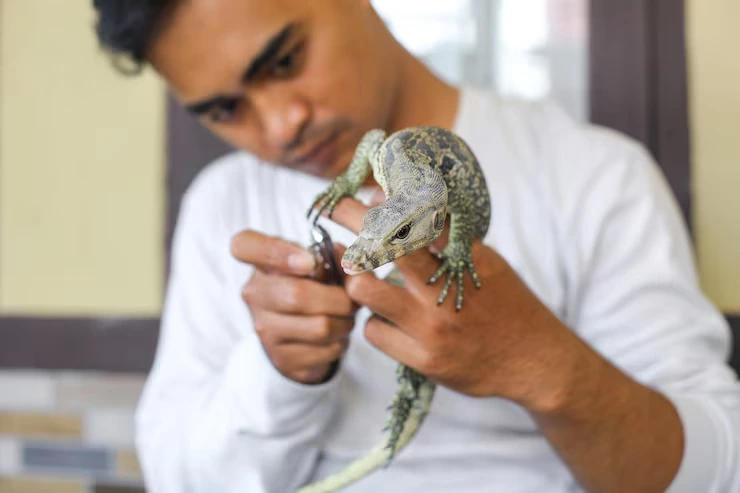 Lizard Relocation Services From Canada to Ukraine