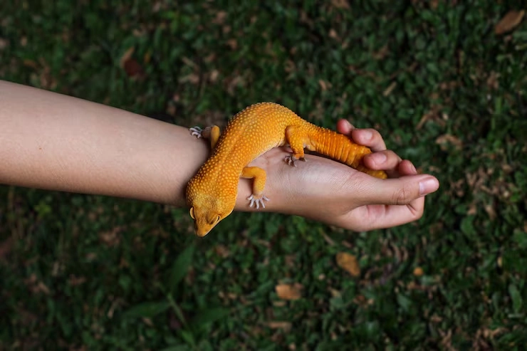 Pre-Export Compliance and Species Verification