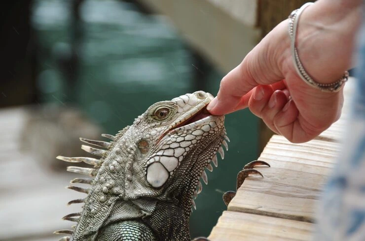 Pre-Travel Conditioning and Diet Optimisation