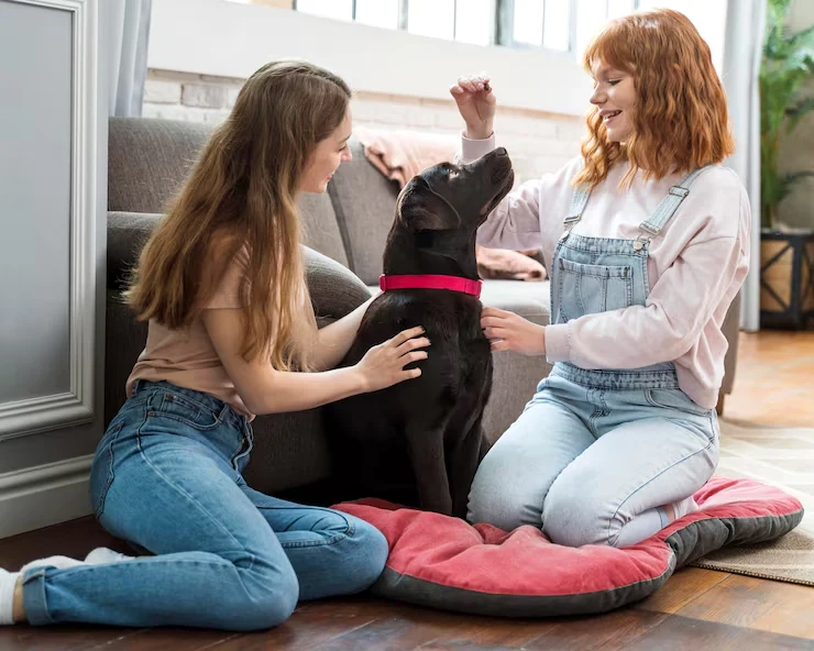 Show Dog Relocation Services From Canada to Germany ​