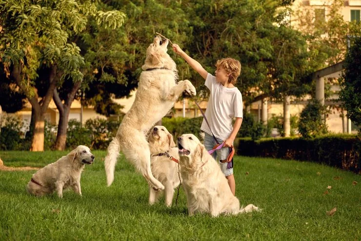 Show Dog Relocation Services From Canada to Iceland