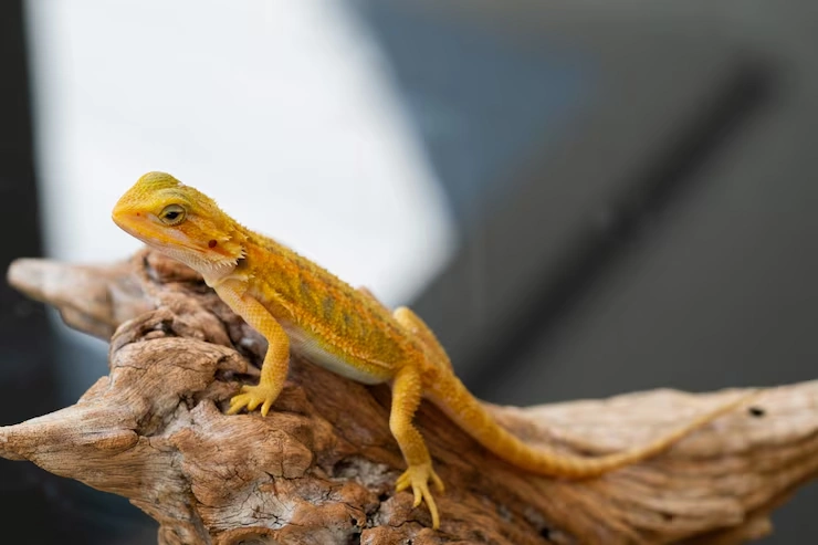 Species Classification and Regulatory Clearance